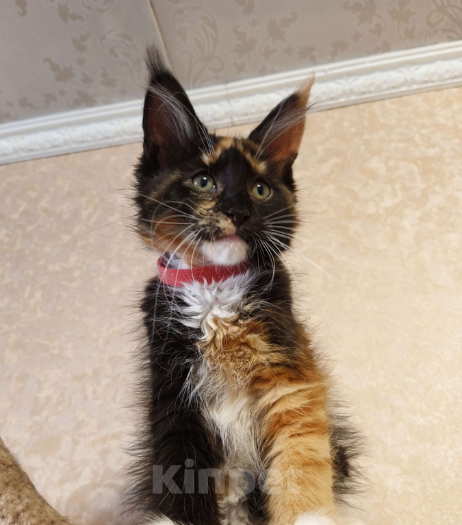 Кошки в Москве: Котёнок Мейн-Кун из питомника. Девочка Девочка, 40 000 руб. - фото 4