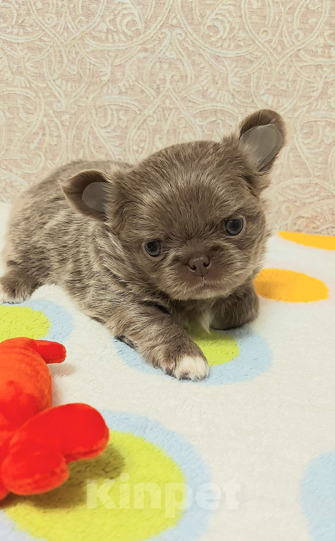 Собаки в Новосибирске: Невероятная длинношерстная лиловая девочка! Девочка, Бесплатно - фото 4