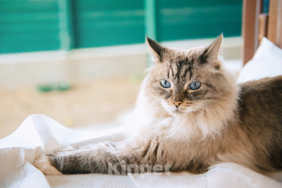 Кошки в Москве: Мурзилка мечтает о любящей семье! Мальчик, Бесплатно - фото 6