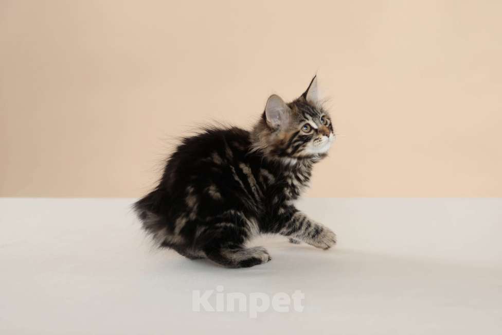 Кошки в Серпухове: Хибискус Русские Цветы Курильский  Бобтейл Мальчик, 80 000 руб. - фото 5