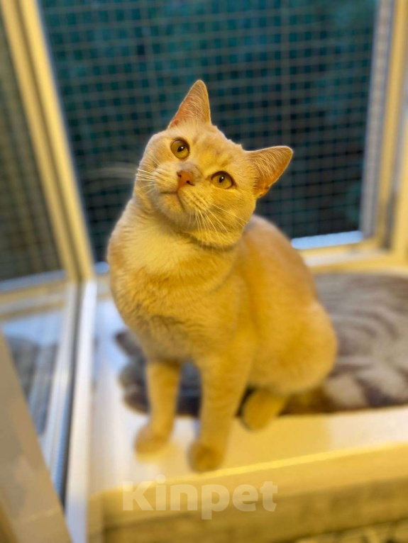 Кошки в Москве: Рыжий кот Персик ищет дом! Мальчик, Бесплатно - фото 4