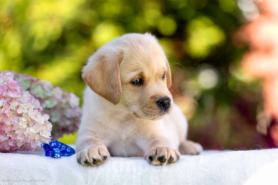 Собаки в Москве: Палевый щенок лабрадора  Мальчик, 100 000 руб. - фото 4
