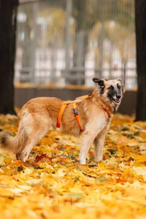 Собаки в Москве: Принцесса Сента в поиске дома! Девочка, Бесплатно - фото 6