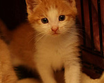 Кошки в Москве: Маленькие котята (2 мес.) в добрые руки Девочка, Бесплатно - фото 3