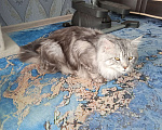 Кошки в Александрове: Мейн Кун на вязку Мальчик, 5 000 руб. - фото 3