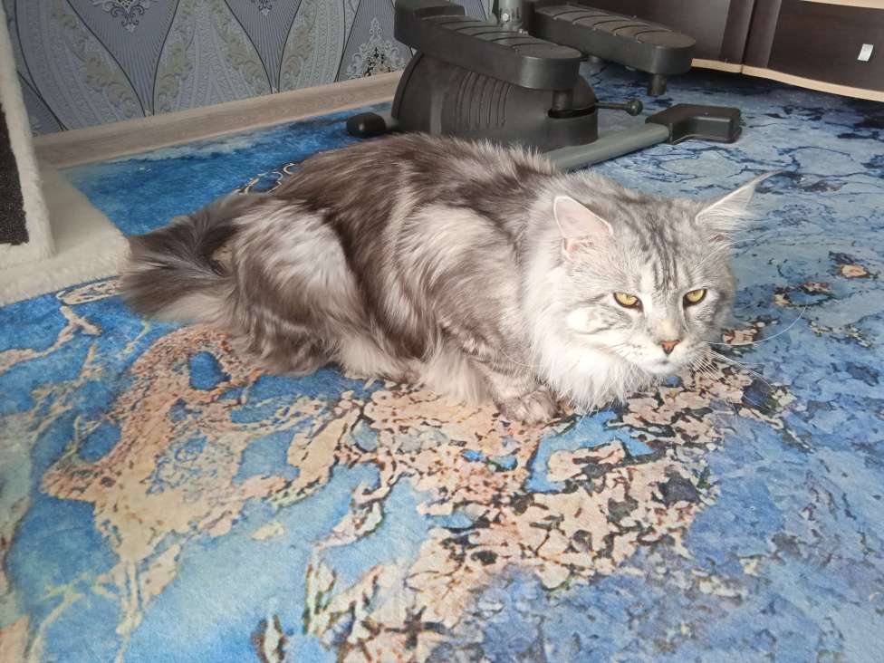 Кошки в Александрове: Мейн Кун на вязку Мальчик, 5 000 руб. - фото 3