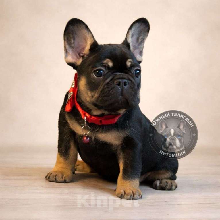 Собаки в Тимашевске: Девочка черная с подпалом Девочка, 45 000 руб. - фото 2