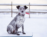 Собаки в Москве: Собака из приюта в добрые руки! Девочка, Бесплатно - фото 6