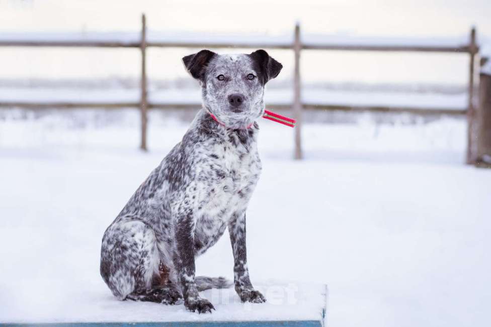 Собаки в Москве: Собака из приюта в добрые руки! Девочка, Бесплатно - фото 6