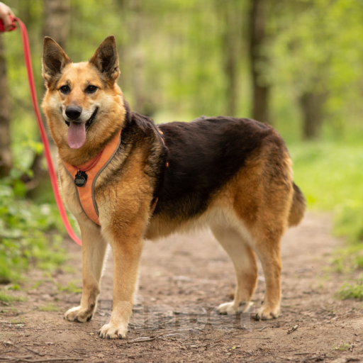 Собаки в Москве: Тера Девочка, Бесплатно - фото 3