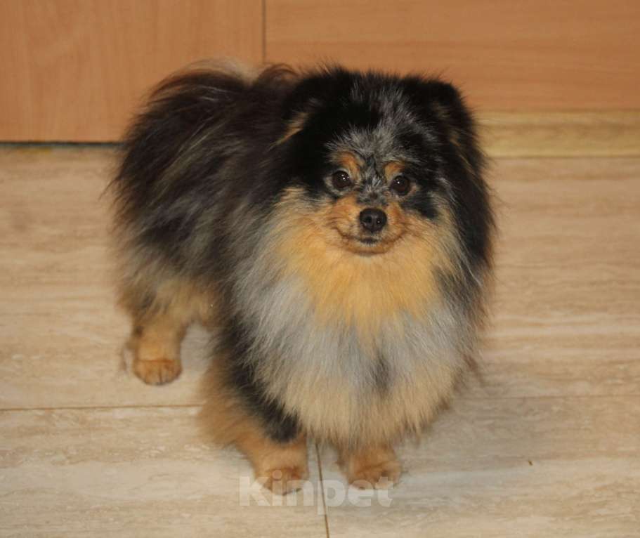 Собаки в Раменском: Мальчик Федя Мальчик, 25 000 руб. - фото 2