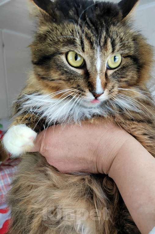 Кошки в Калуге: Пушистый Флоризель. Молодой кот в добрые руки. Мальчик, Бесплатно - фото 2