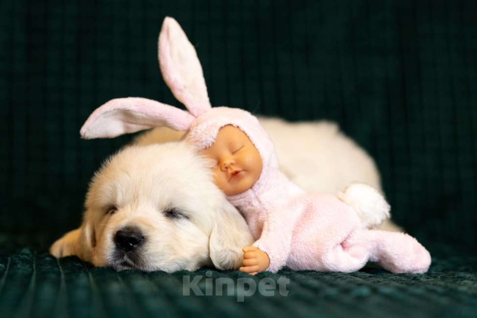 Собаки в других городах Московской области: Злата Девочка, 100 000 руб. - фото 5