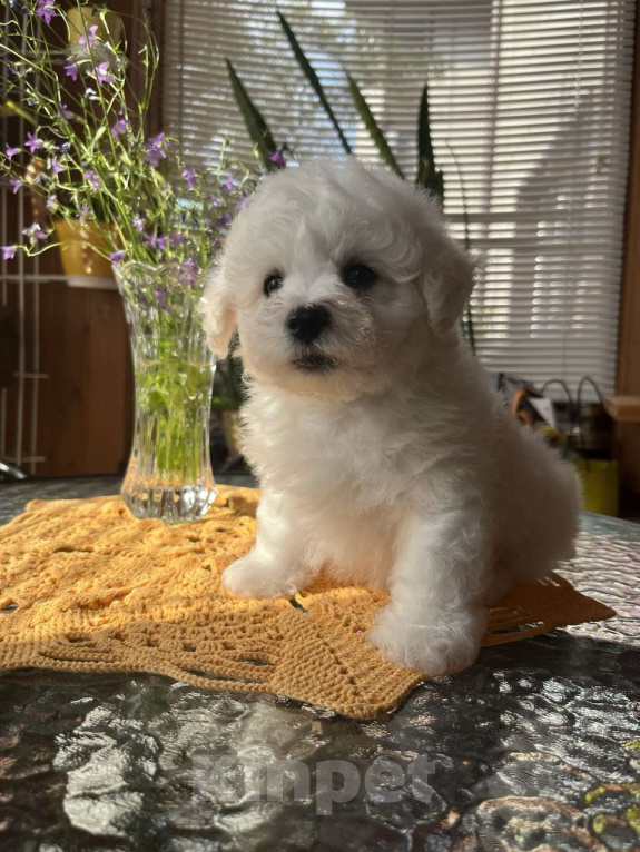 Собаки в других городах Московской области: Ласковые щенки Бишон Фризн Девочка, 55 000 руб. - фото 3