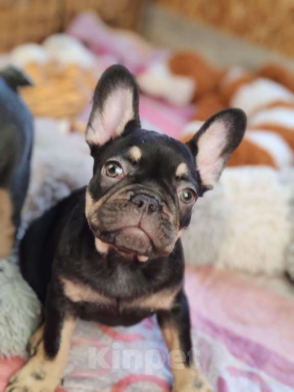 Собаки в Санкт-Петербурге: Шикарная шоколадная девочка Девочка, 50 000 руб. - фото 7