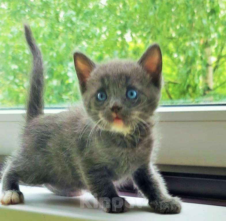 Кошки в Люберцах: Мальчишка программа DBE Мальчик, Бесплатно - фото 3