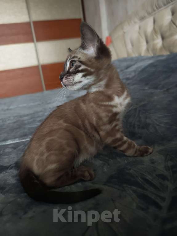 Кошки в Краснодаре: Шикарная угольная девочка минк Девочка, Бесплатно - фото 7