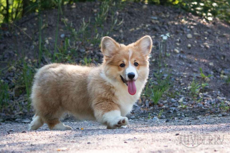 Собаки в Санкт-Петербурге: Вельш корги пемброк  Мальчик, Бесплатно - фото 4