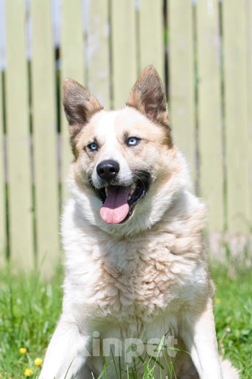 Собаки в Москве: Алмаз Мальчик, Бесплатно - фото 4