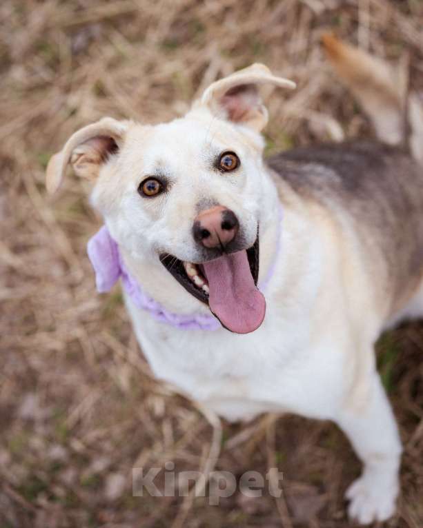 Собаки в Москве: Собака-компаньон в добрые руки! Девочка, Бесплатно - фото 3