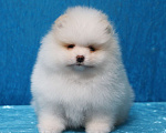 Собаки в Москве: Щенки померанского шпица Девочка, Бесплатно - фото 2