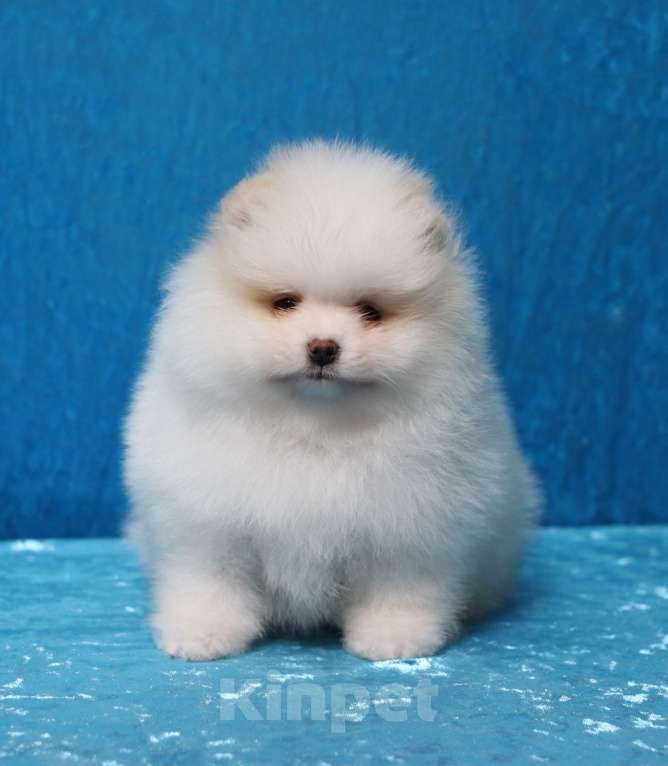 Собаки в Москве: Щенки померанского шпица Девочка, Бесплатно - фото 2