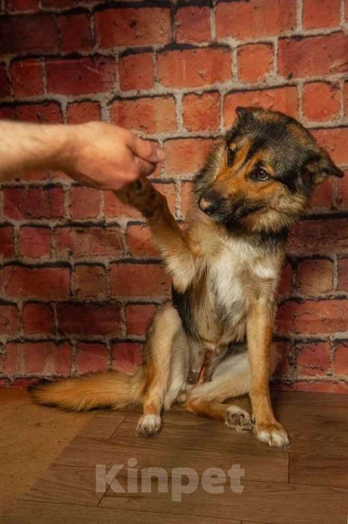 Собаки в Ногинске: Дейзи — дипломат с хвостом! Девочка, Бесплатно - фото 8