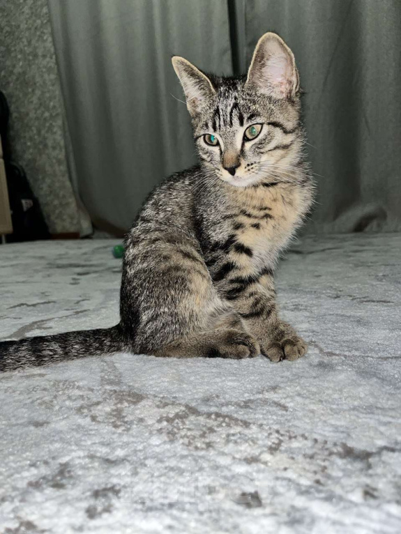 Кошки в Ижевске: Котенок в добрые руки  Мальчик, Бесплатно - фото 1