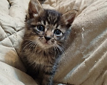 Кошки в Калуге: Котенок Мальчик, Бесплатно - фото 2