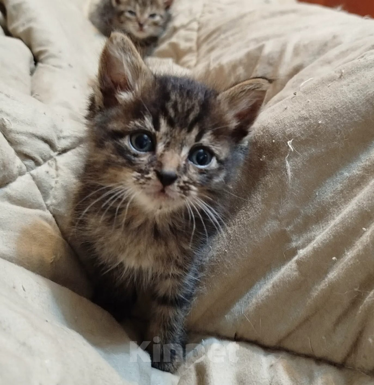 Кошки в Калуге: Котенок Мальчик, Бесплатно - фото 2