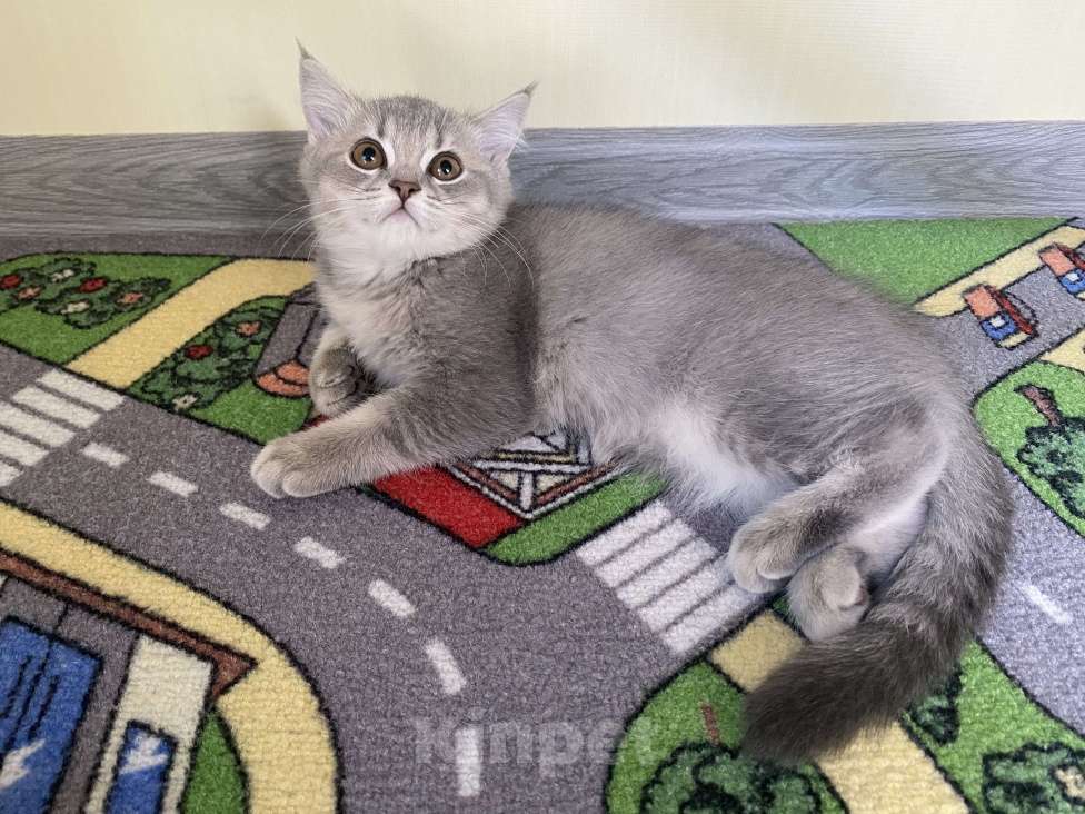 Кошки в других городах Московской области: Девочка британка серебристая шиншилла Девочка, 7 000 руб. - фото 9