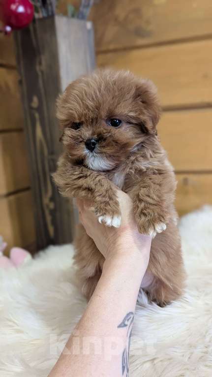 Собаки в Москве: Девочка мальтипу Девочка, 120 000 руб. - фото 3