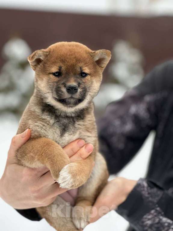 Собаки в Домодедово: Девочка  Девочка, 45 000 руб. - фото 1