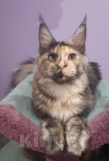 Кошки в Москве: Мейн Кун кошечка Атлантика Девочка, 33 000 руб. - фото 3