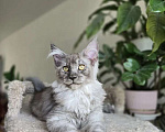 Кошки в Липецке: Мейн-кун Мальчик, Бесплатно - фото 2