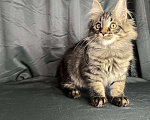 Кошки в Москве: Котенок породы Мейн-кун Девочка, 25 000 руб. - фото 1