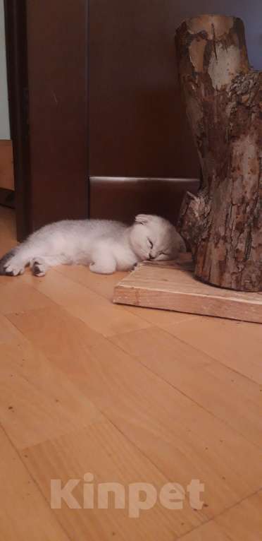 Кошки в Челябинске: Голубой шотландец Мальчик, 25 000 руб. - фото 8