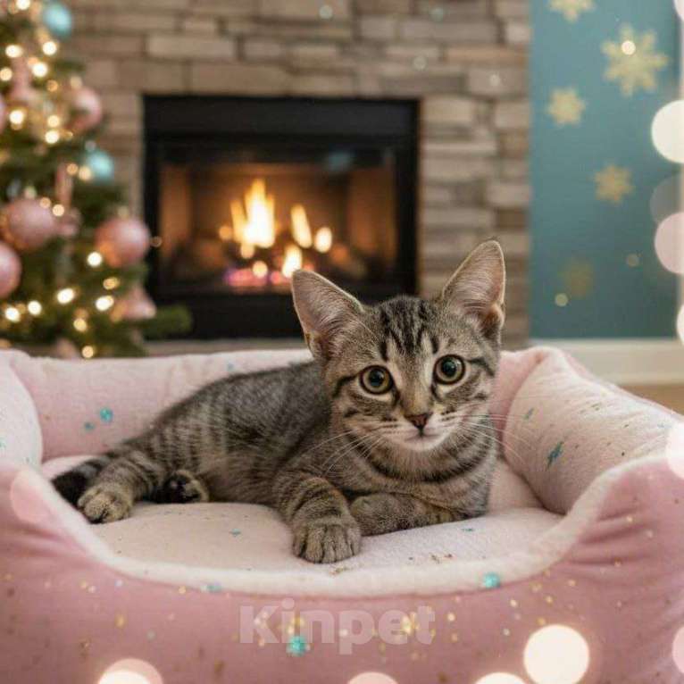 Кошки в Москве: Аврора ищет дом  Девочка, Бесплатно - фото 1