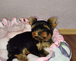 Собаки в Москве: Щенок Йоркширский терьер девочка РКФ Девочка, 75 000 руб. - фото 3