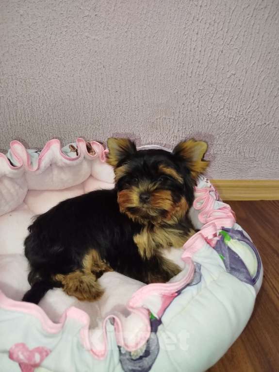 Собаки в Москве: Щенок Йоркширский терьер девочка РКФ Девочка, 75 000 руб. - фото 3