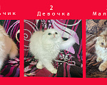 Кошки в Санкт-Петербурге: Продаю Разнополые, 25 000 руб. - фото 1