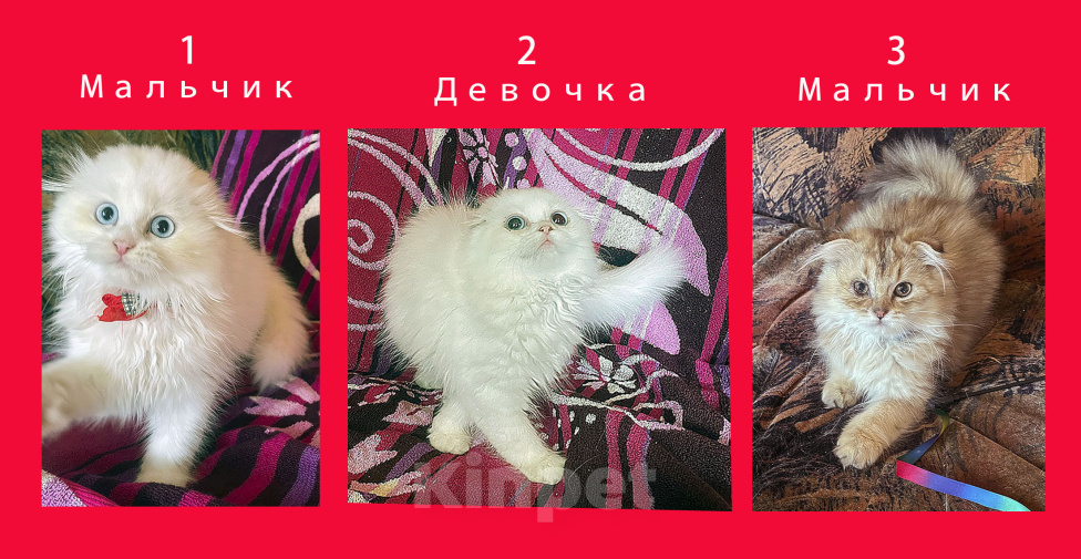 Кошки в Санкт-Петербурге: Продаю Разнополые, 25 000 руб. - фото 1