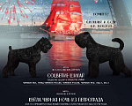 Собаки в Санкт-Петербурге: Русский черный терьер  Девочка, 45 000 руб. - фото 6