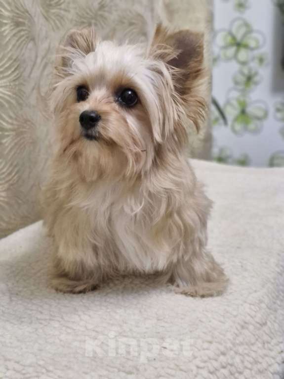 Собаки в Ростове-на-Дону: Голддаст йорк Мальчик, 30 000 руб. - фото 9