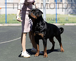 Собаки в Тольятти: Вязка ротвейлера Мальчик, 1 руб. - фото 3