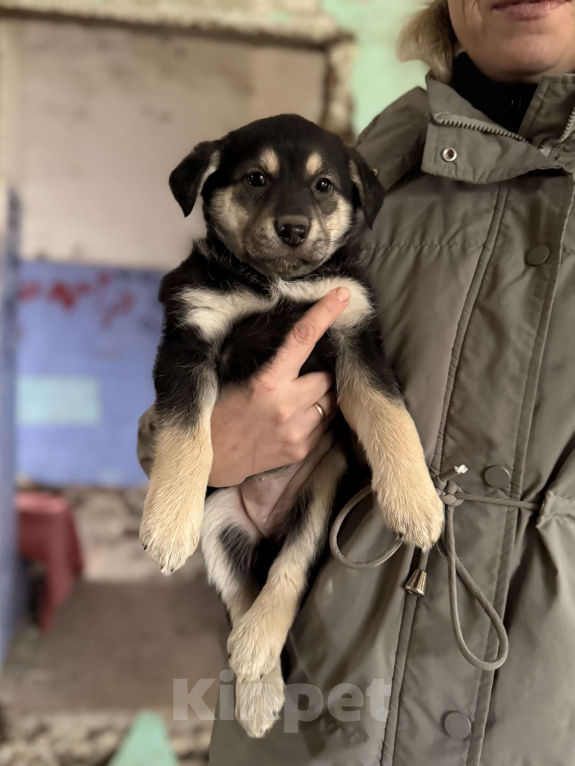Собаки в Москве: Красивые щенки 2 мес в дар! Дайте шанс стать домашними! Девочка, Бесплатно - фото 6