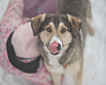 Собаки в Москве: Нежный и сладкий мальчик Мальчик, Бесплатно - фото 4