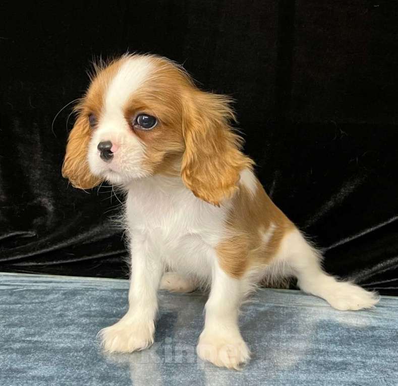 Собаки в Санкт-Петербурге: БЕСТ ИЛРЕАН КЕЛЬВИН Мальчик, 100 000 руб. - фото 2