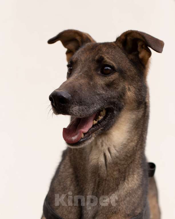 Собаки в Москве: Лори Мальчик, Бесплатно - фото 7