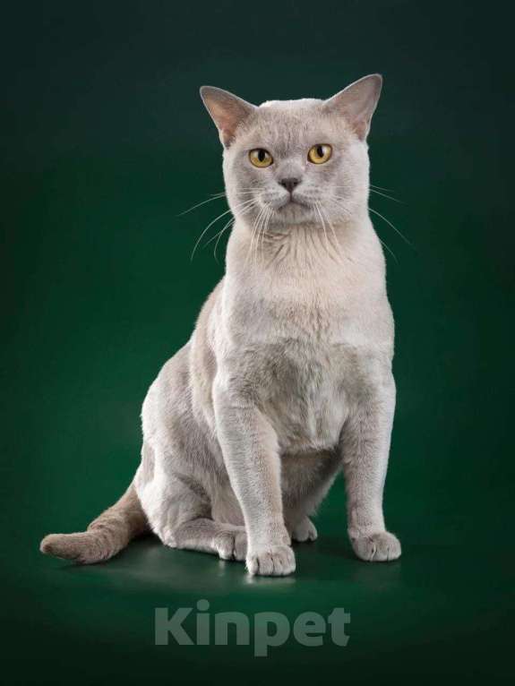 Кошки в Костроме: Котята европейской бурмы Мальчик, 30 000 руб. - фото 7